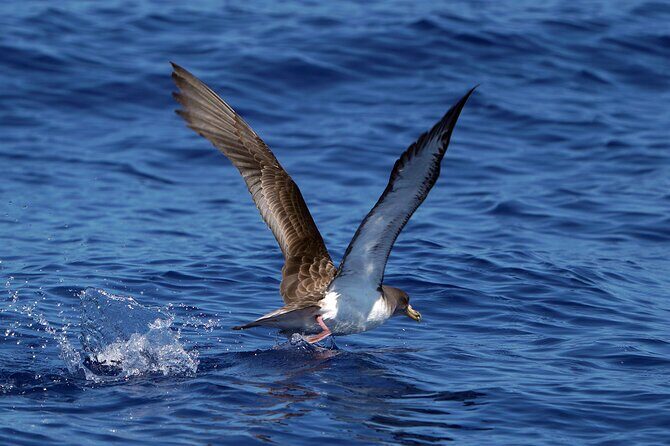 Dolphin - Whale - Turtle - Bird Watching - Authenticity and Who Will Love This Trip?