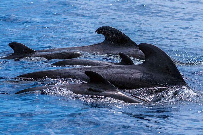 Dolphin - Whale - Turtle - Bird Watching - FAQs
