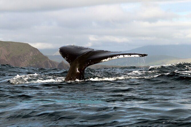 Dolphin & Whale Watching (4hrs) + Blasket Island Landing (3hrs) - Key Points