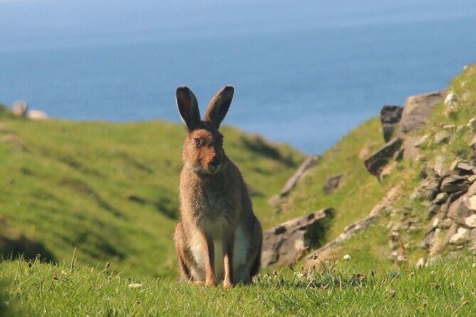 Dolphin & Whale Watching (4hrs) + Blasket Island Landing (3hrs) - Final Thoughts
