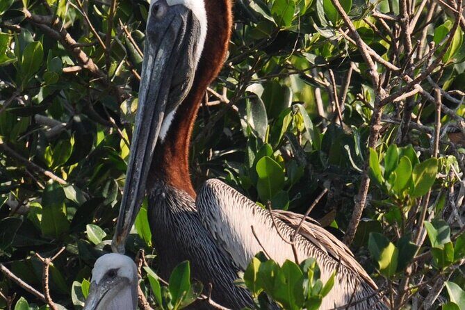 Dolphin Wildlife Cruise Fort Myers Beach - Dolphin Wildlife Cruise Fort Myers Beach: An Up-Close Nature Experience