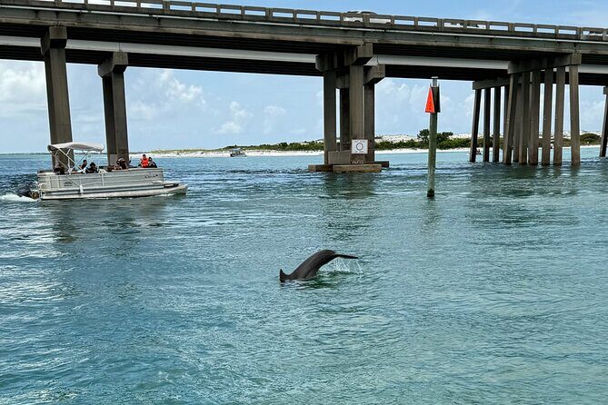 Dolphins and Donuts Boat Trip in Destin - An In-Depth Look at Dolphins and Donuts in Destin