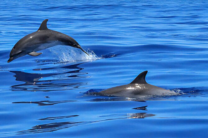Dolphins and sunset watching private boat tour from Pula - Key Points