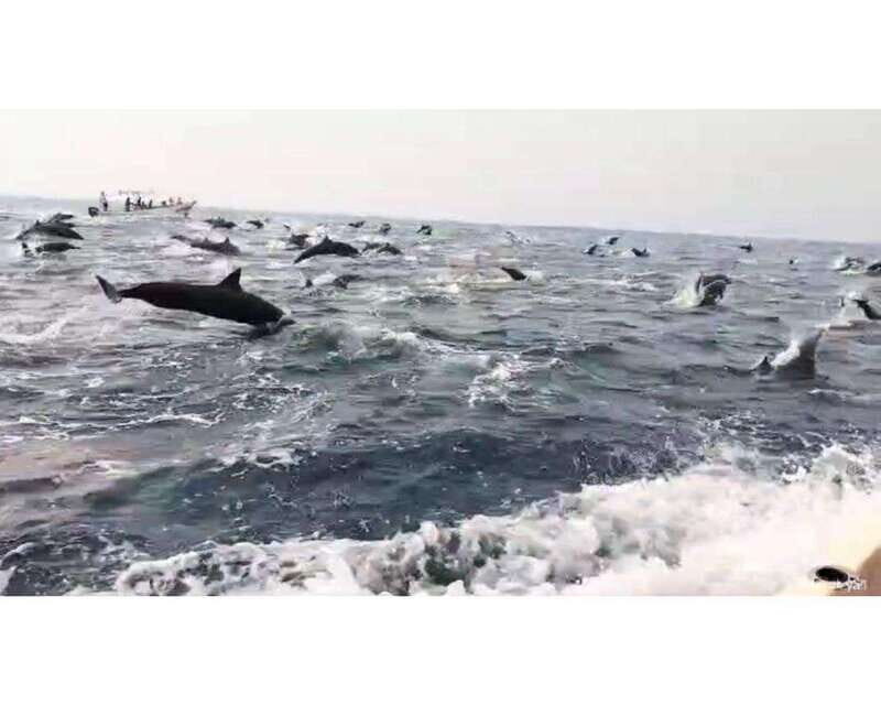 Dolphins and whales watching in Puerto Escondido. - Authentic Guides and Local Flavor