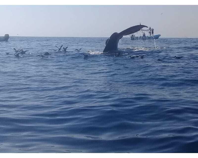 Dolphins and whales watching in Puerto Escondido. - Who Will Love This Tour?