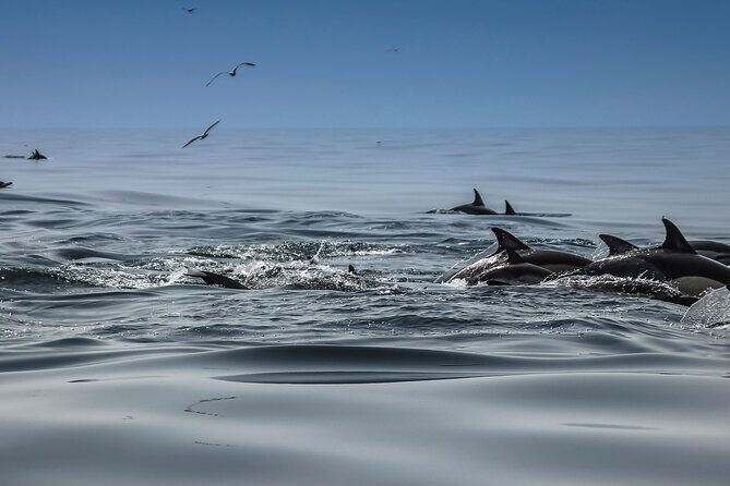 Dolphins & Benagil Caves with Biologist guide - Key Points