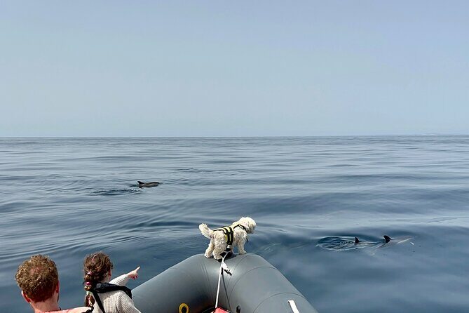 Dolphins & Benagil Caves with Biologist guide - Practical Details and Value