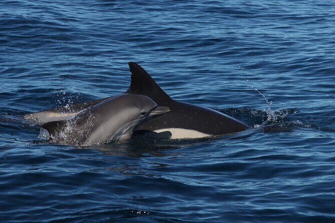 Dolphins & Benagil Caves with Biologist guide - Who Is This Tour Best For?