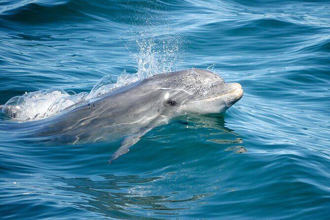 Dolphins & Caves on Rib Boat - Final Thoughts