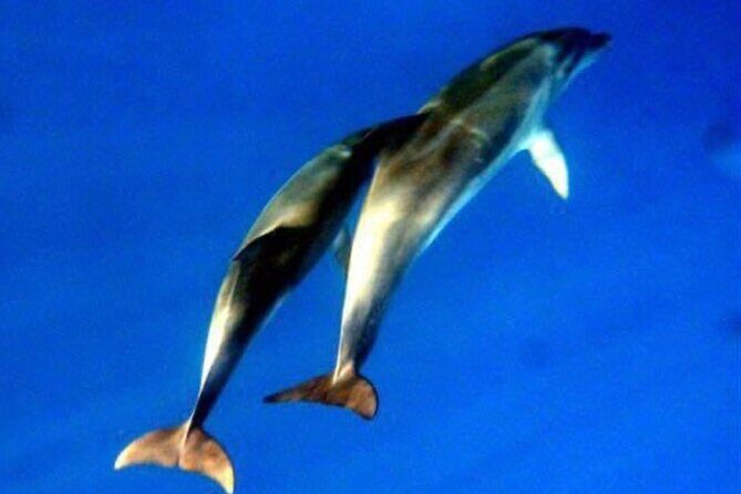 Dolphins Circus tour in Small group - Who Will Love This Tour?