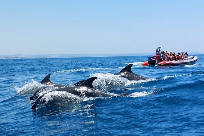 Dolphins Search and Benagil Caves from Albufeira - Key Points