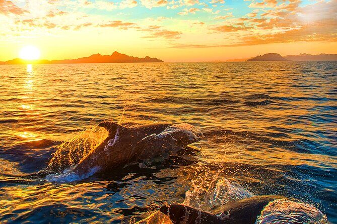 Dolphins Watching in the National Park Brijuni from Pula - FAQ