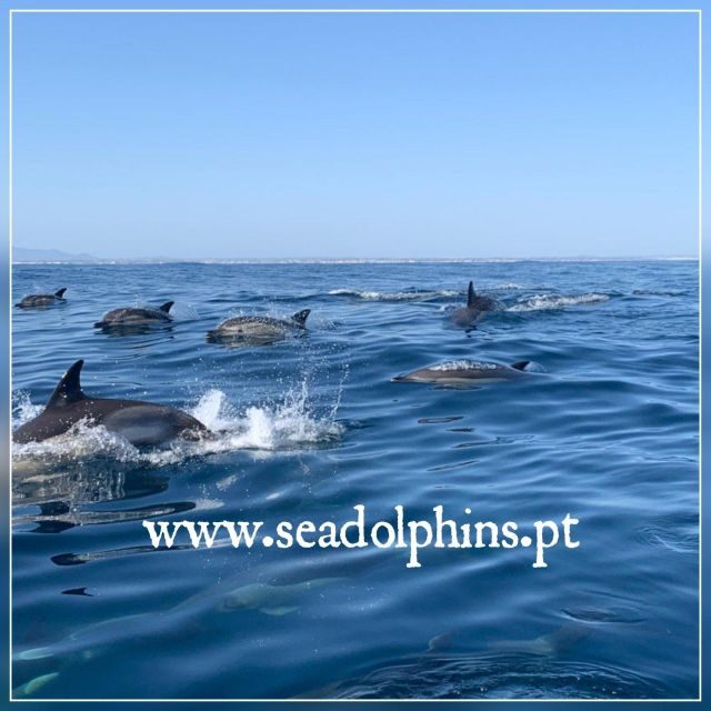 Dolphins Watching - Portimão - Dolphins Watching in Portimão: An Authentic Marine Adventure