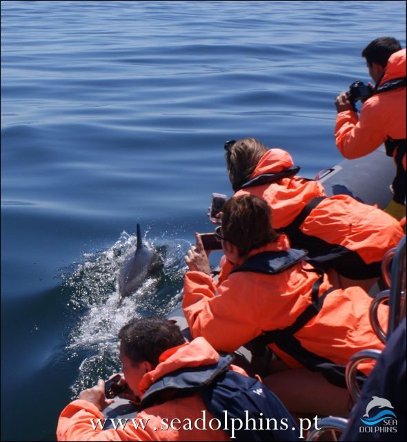 Dolphins Watching - Portimão - Final Thoughts: Why Choose This Dolphin Watching Tour
