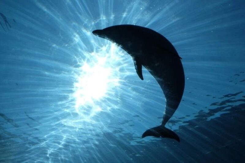 Dolphins Watching with Beach Day in Tarifa from Seville - In-Depth Review of the Dolphin Watching Experience