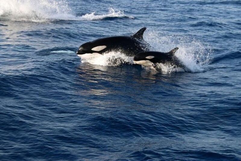Dolphins Watching with Beach Day in Tarifa from Seville - The Sum Up