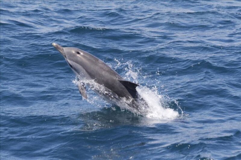 Dolphins Watching with Beach Day in Tarifa from Seville - FAQ