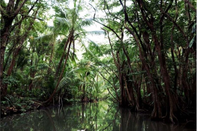 Dominica: Indian River Discovery & Beach Stop Tour - A Closer Look at the Dominica Indian River Tour