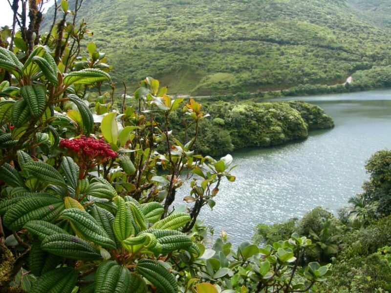 Dominica: Rain Forest Adventure with Waterfall Swim - A Closer Look at the Rain Forest Adventure in Dominica