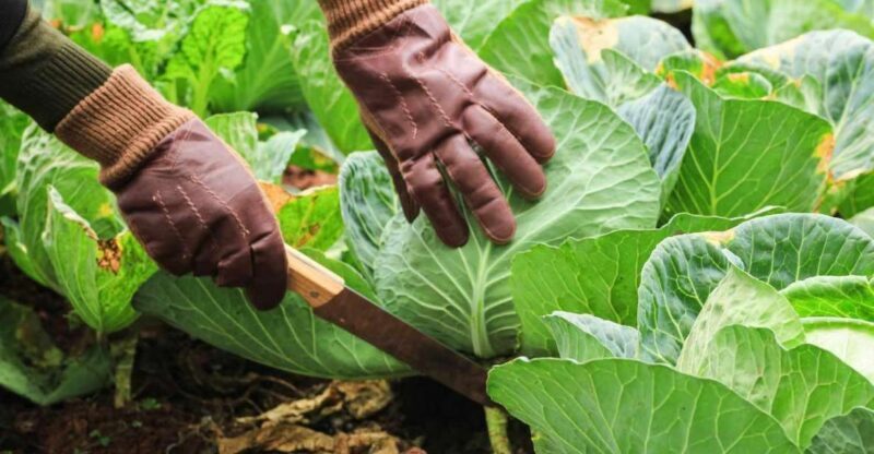 Dominica: Sow & Grow Farm Exploration - A Closer Look at the Sow & Grow Farm Exploration