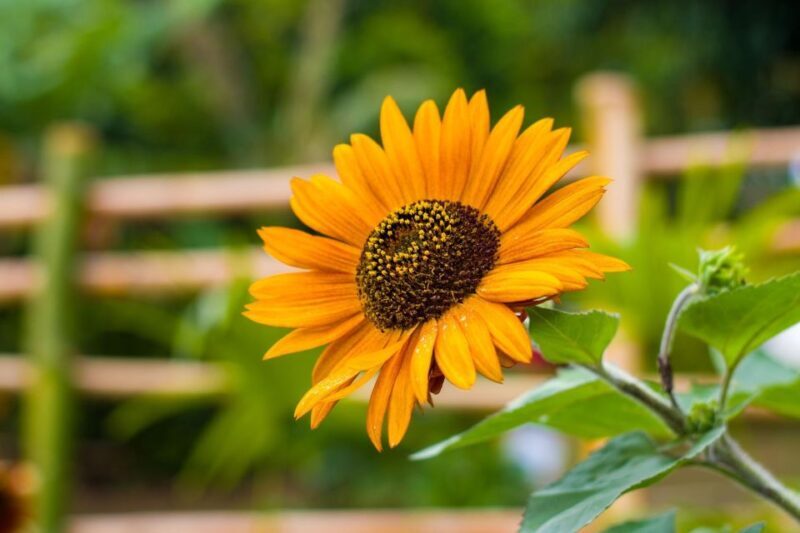 Dominica: Sow & Grow Farm Exploration - What Makes It Valuable?