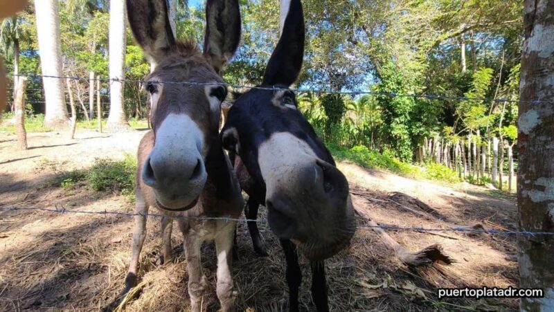 Dominican Republic Countryside Safari Tour from Puerto Plata - Practical Details and Tips