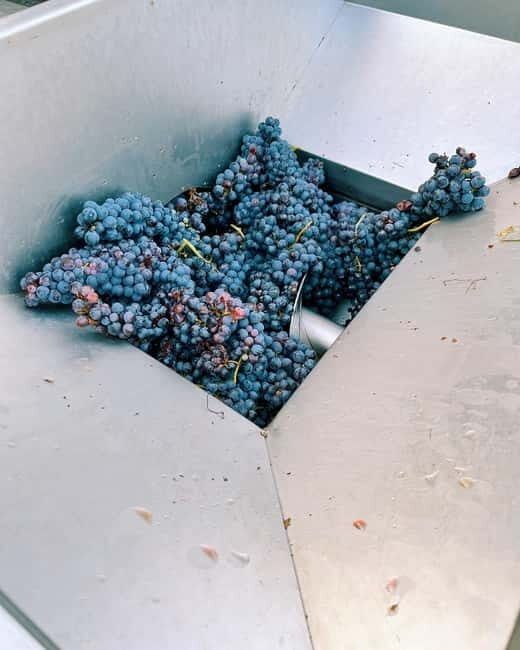 Domodossola: Savor Wines & Local Treats in a Scenic Vineyard - The Sum Up: The Perfect Blend of Flavors and Views