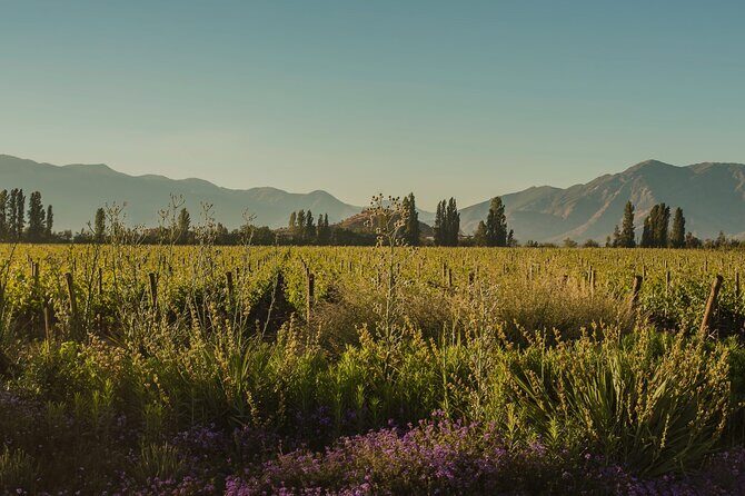 Don Melchor Premium Wine tour - An In-Depth Look at the Don Melchor Premium Wine Tour