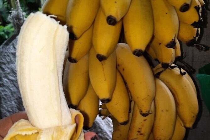 Don Olivo Chocolate Tour - Key Points