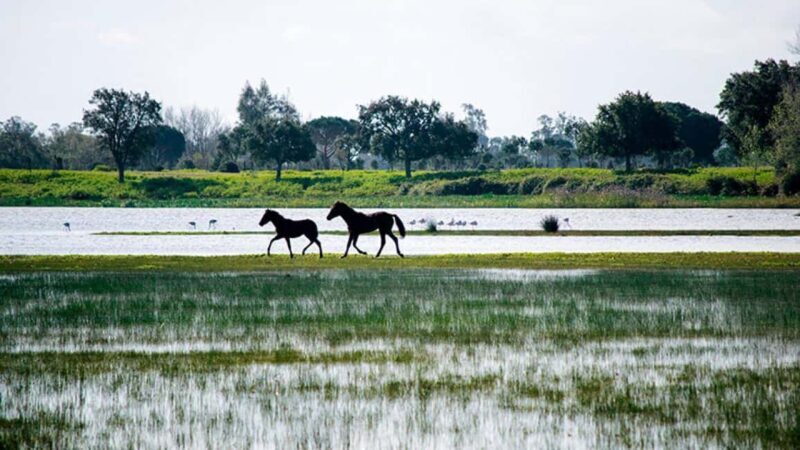 Doñana: 4x4 tour of the national park and beaches - Who Will Love This Tour?