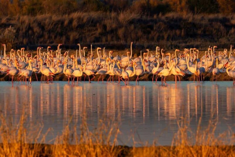 Doñana: 4x4 tour of the national park and beaches - FAQ