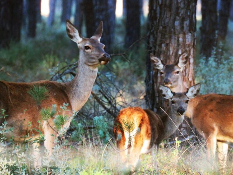 Doñana National Park: 2-Day Tour from Seville - A Closer Look at the Experience
