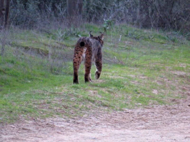 Doñana National Park: 2-Day Tour from Seville - FAQ