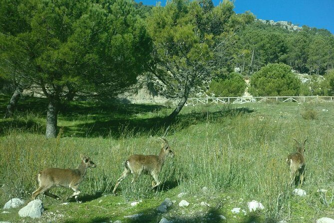 Donana National Park and El Rocío: Guided Tour from Seville - What the Reviews Say: Authentic Insights