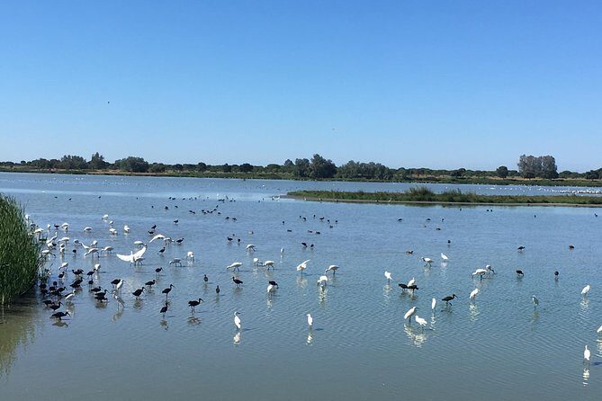 Donana National Park and El Rocío: Private Tour from Seville - Who Will Love This Tour?