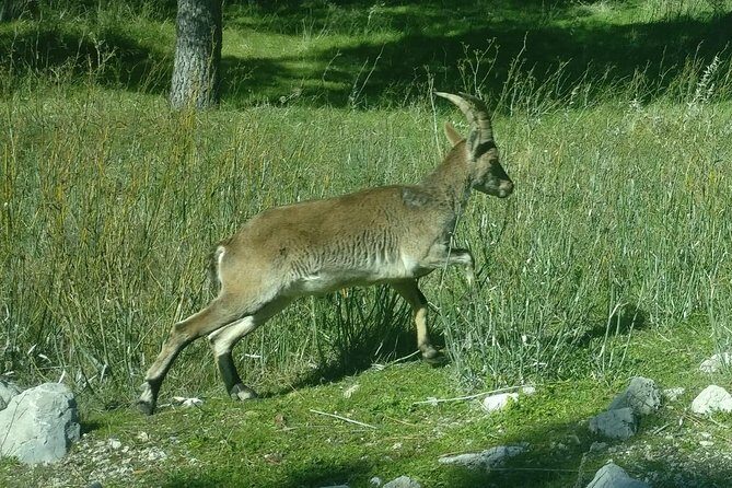Donana National Park and El Rocío: Private Tour from Seville - FAQs