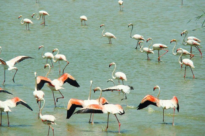 Donana National Park: Guided Day Tour from Seville - Everything You Need to Know About the Doñana National Park Guided Tour