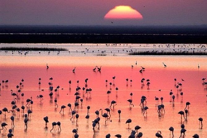 Donana National Park: Guided Day Tour from Seville - The Sum Up