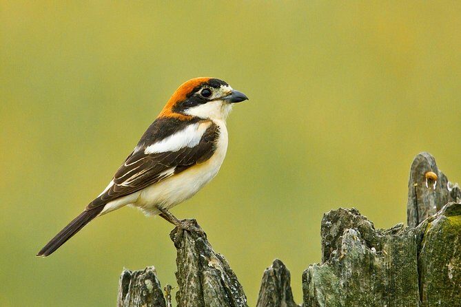 Donana National Park & Matalascanas Guided Tour from Seville - A Deep Dive into the Tour Experience