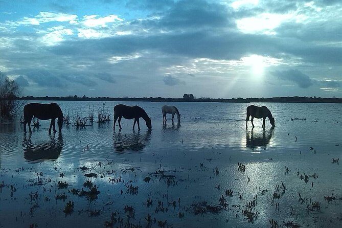 Doñana Natural Park Full-Day Tour from Seville - Why This Tour Works