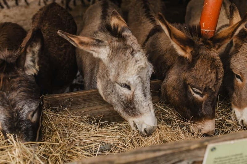 Donkey Farm and Lipa Cave Tour; Cave Crawling Donkey Calling - Discover Montenegro’s Charm: Donkey Farm and Lipa Cave Tour