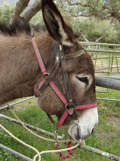Donkey Riding - Coastline Ride - Who Would Enjoy This Experience?