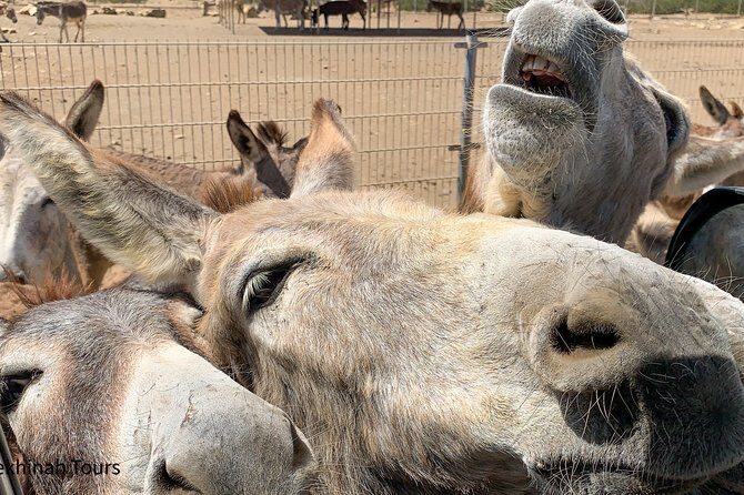 Donkey Sanctuary Tour with a Local Guide - Key Points