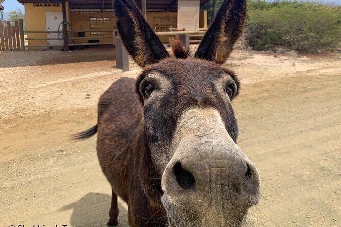 Donkey Sanctuary Tour with a Local Guide - Who Will Love This Tour?