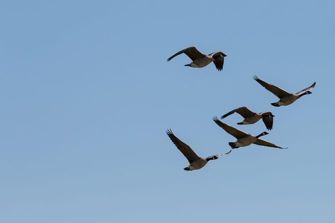 Door County Wetlands Kayak Tour - Why This Tour Offers Value