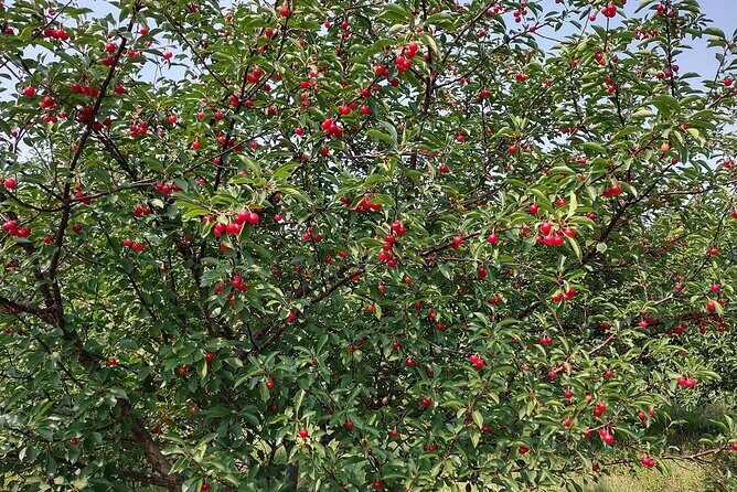 Door Countys Northern Peninsula: A Self-Guided Drive - Why This Tour Works Well for You