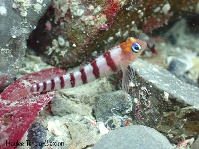 Double Boat Dive with Equipment - Double Boat Dive with Equipment in Kaikoura, New Zealand: A Deep Look