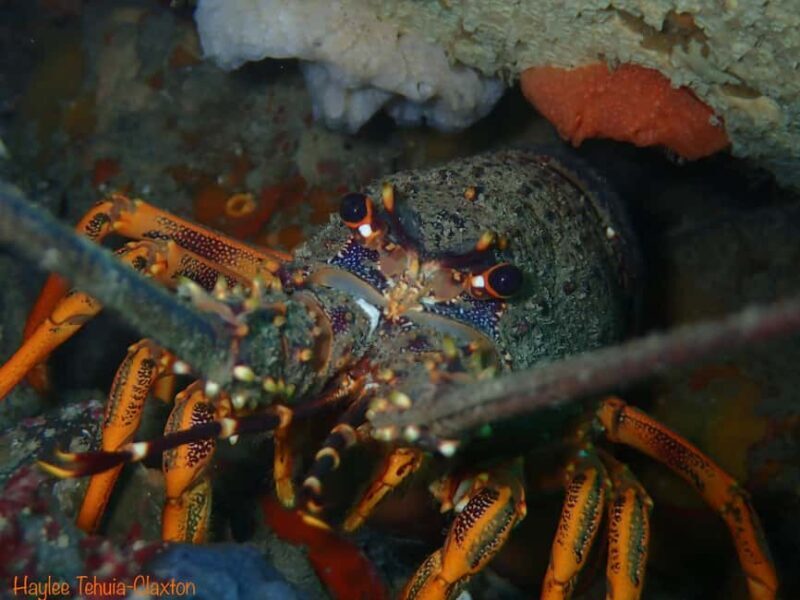 Double Boat Dive with Equipment - Logistics and Practicalities