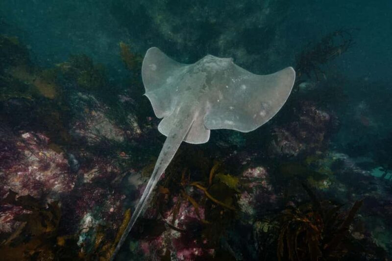 Double Boat Dive with Equipment - Who Will Love This?