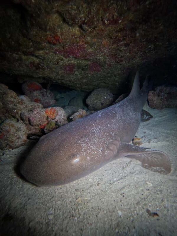 Double Dive for Certified Divers - What to Expect from the Double Dive Experience